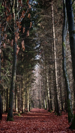A trail through a thick forest with red-colored deciduous soil, surrounded by tall trees,