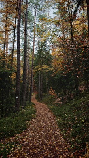 Forest trail with covered leaves, the autumn atmosphere invites you to hike, Franconian Forest