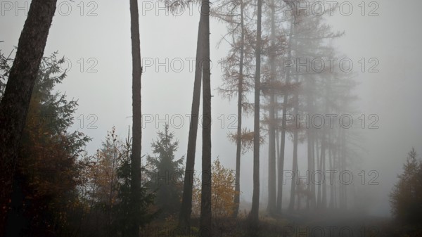 Tall trees rise out of a foggy forest, quiet and dull, mystical atmosphere, Thuringian Forest