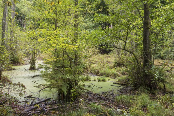 Wetland in beech forest, Jasmund National Park, Sassnitz, Rügen island, Baltic Sea,