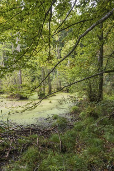 Wetland in beech forest, Jasmund National Park, Sassnitz, Rügen island, Baltic Sea,