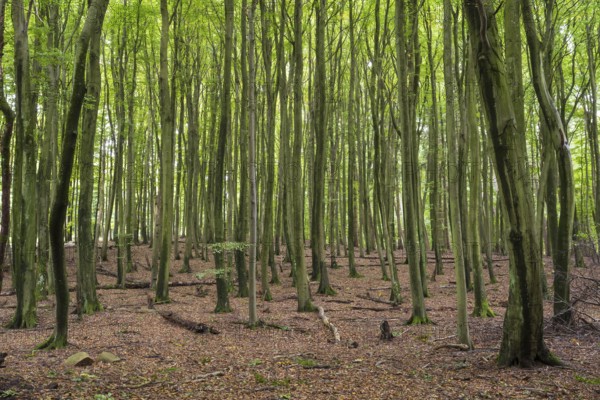 Old beech forest, Stubnitz, Jasmund National Park, Sassnitz, Rügen island, Baltic Sea,