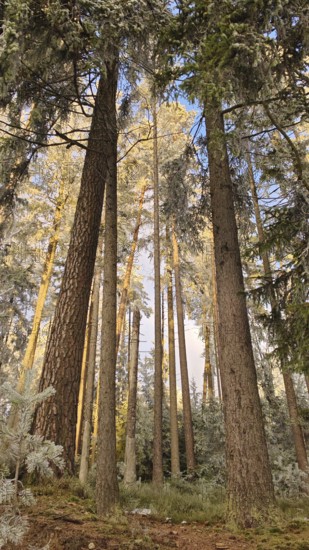 Winter landscape in the forest with sunlight on high trees, pines (abiete) quiet atmosphere, view