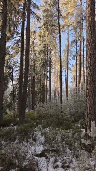 Snow-covered forest with sunshine, tall trees, pines (abiete) and a quiet atmosphere,
