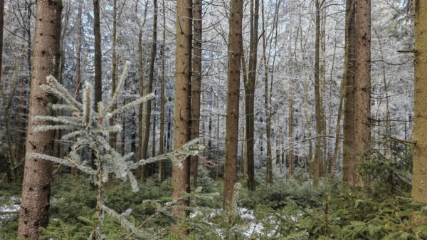 A dense forest with tall pines (abiete) and a snow-covered landscape, taken in winter,
