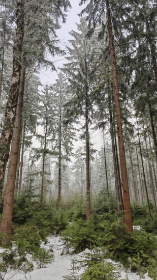 Snowy winter forest with tall trees, atmospheric perspective, spruce (picea) and small spruce trees