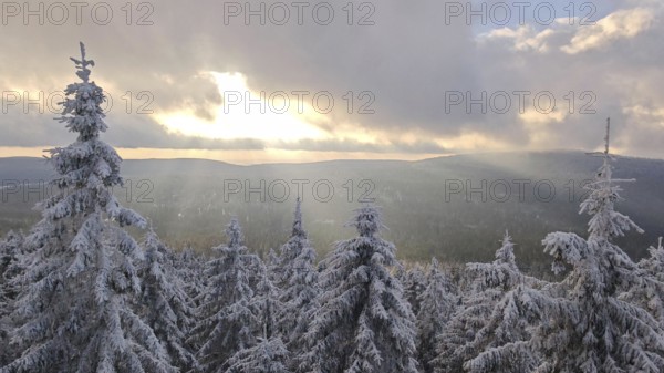 Snow-covered trees, spruces (picea) and wide landscape at sunset, immersed in a quiet winter