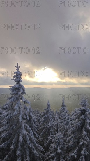 Winter landscape at sunset with snow-covered trees, spruces (picea) and a peaceful atmosphere,