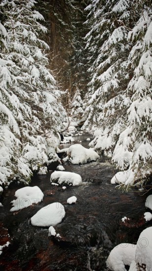 Snow-covered stream between trees in a wintery forest, captured in a quiet atmosphere,