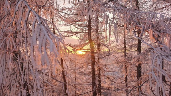 Snow-covered branches in the pink light of sunset that create a magical winter atmosphere,