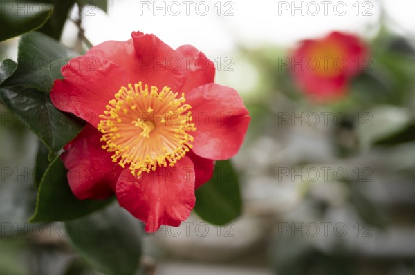 Flower of the Higo camellia, Japanese camellia, (Camellia japonica L.), Stuttgart,