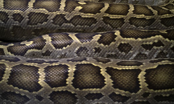 Close-up, close-up, pattern, pattern, snakeskin, Burmese Python (Python molurus bivittatus),