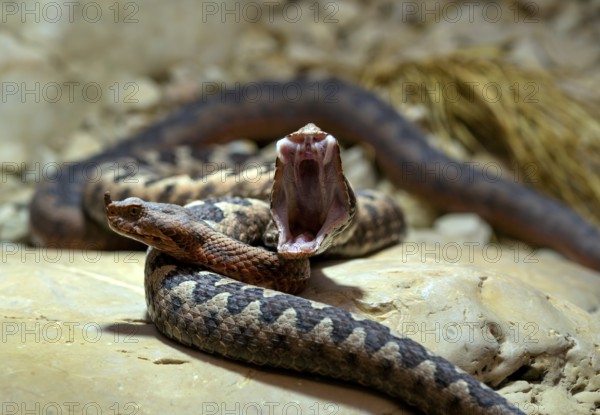 European horned viper (Vipera ammodytes), also sand viper, sand adder or European sand viper, pair,