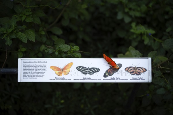 Passionflower butterfly (Heliconiinae) sits on legend for passionflower butterfly, butterfly,