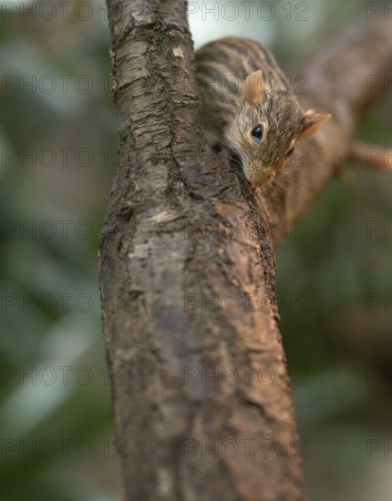 Barred grass vole (Lemniscomys barbarus), often also known as Barbary grass vole, captive, on a