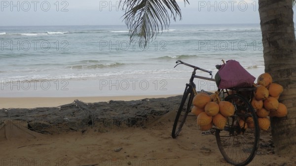Bicycle with coconuts on a beach in front of the sea, shaded by a palm leaf, relaxed ambiance, Sri