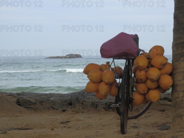 Bicycle full of coconuts standing on a sandy beach in front of the sea, quiet and exotic
