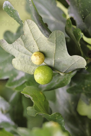 Common oak gall wasp (Cynips quercusfolii) on a leaf of an English oak, Wilnsdorf, North