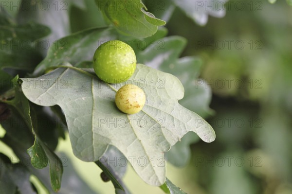 Common oak gall wasp (Cynips quercusfolii) on a leaf of an English oak, Wilnsdorf, North