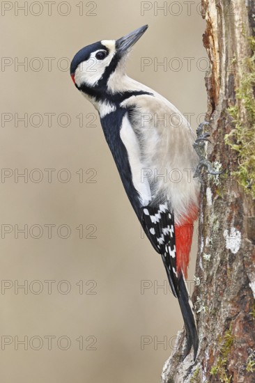 Great spotted woodpecker (Dendrocopos major), male, foraging on a tree stump overgrown with moss