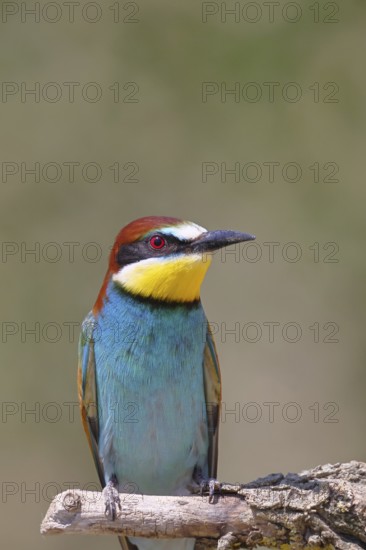 European bee-eater (Merops apiaster) sitting on a branch covered with green lichen, animal