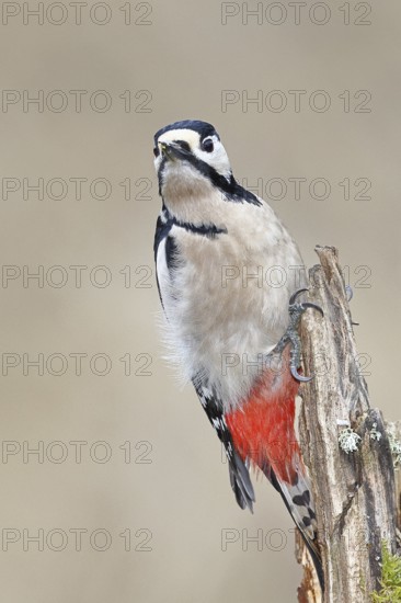 Great spotted woodpecker (Dendrocopos major), female, foraging on a tree stump overgrown with moss