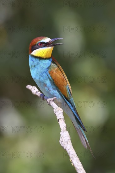 European bee-eater (Merops apiaster) sitting on a branch, Lake Neusiedl, Burgenland, Austria