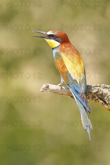 European bee-eater (Merops apiaster) sitting on a branch covered with green lichen, dorsal view,