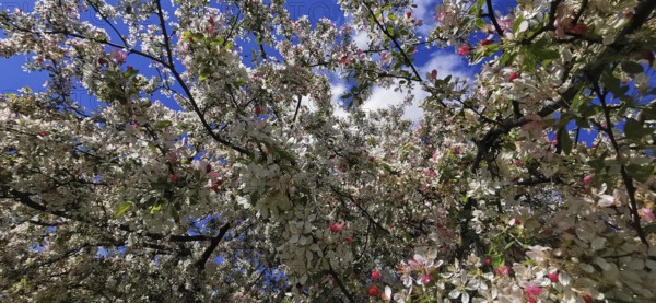 A Japanese wild apple (malus floribunda) full of bright flowers and leaves against the blue sky of