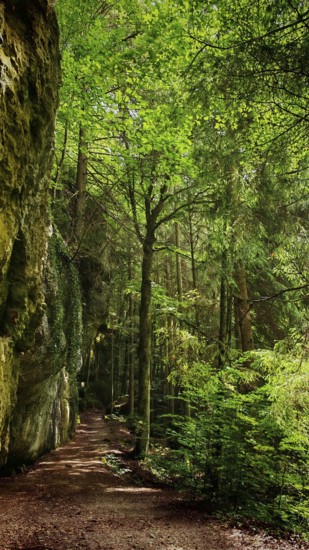 A peaceful forest trail surrounded by tall trees and moss-covered rocks, in soft shade, Franconian