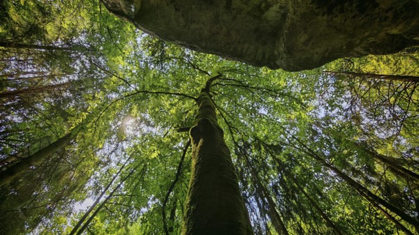 Looking up at a majestic tree with bright green leaves and sunbeams in the background, Franconian