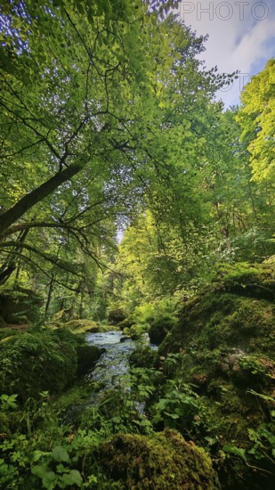 A thick forest with lush greenery and a stream that winds through mossy rocks, Saxony