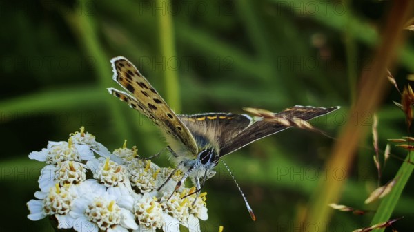 Close-up, Sooty Copper butterfly (lycaena tityrus) on white flowers against a green background,
