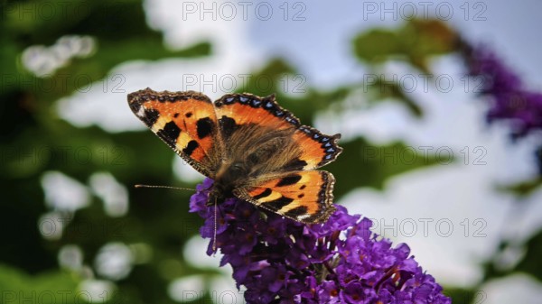 Close-up, Small tortoiseshell (aglais urticae) butterfly on a purple flower in sunlight, Franconian