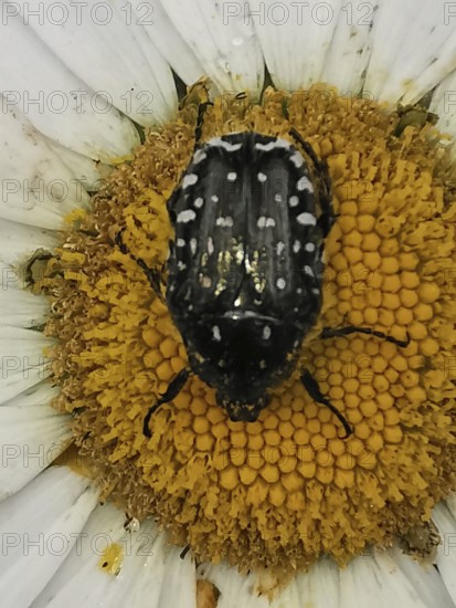 A black and white Tau rose beetle (Oxythyrea funesta) sitting on a yellow flower in detail,