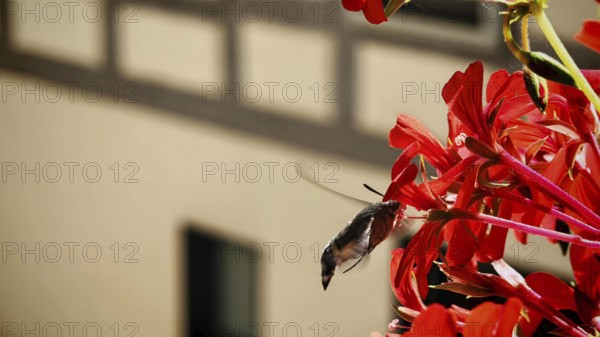 Close-up of dove tail (macroglossum stellatarum) butterfly hovering next to a red flower near a
