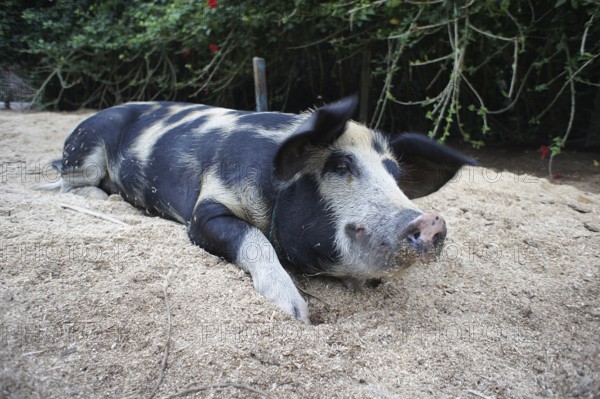 A black and white coloured Bentheim black pied (sus scrofa domesticus) lies relaxed on sandy ground