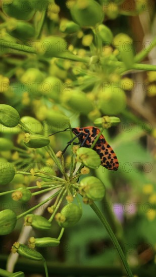 Red and black spotted stink bug (Graphosoma italicum) insect on a green plant in close-up,
