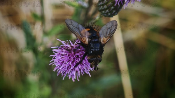 Close-up, giant tachinid fly (Nowickia ferox) with distinctive pattern on a purple thistle flower