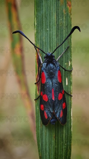 Butterfly six-spotted ram (Zygaena filipendulae) on a blade of grass in natural surroundings,
