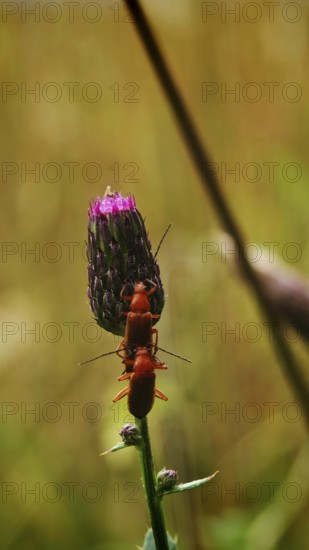 Two red Common red soldier beetles (Rhagonycha fulva) mating on a pink thistle flower (carduus) in