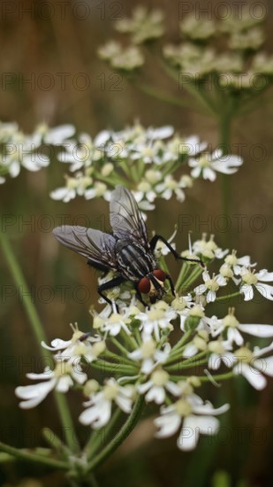 Close-up of a flesh fly (sarcophagidae) on white flowers in a natural environment, Franconian