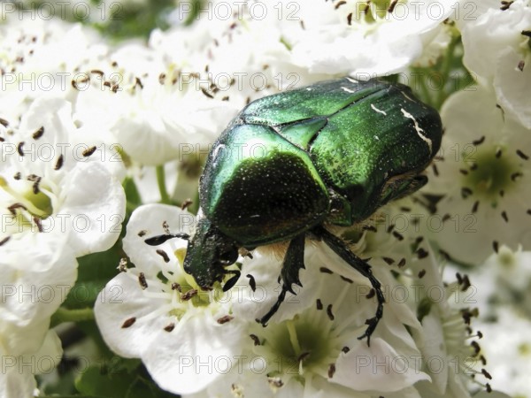 Close-up, A shiny golden rose beetle (Cetonia aurata) crawls on a white hawthorn (Crataegus) flower