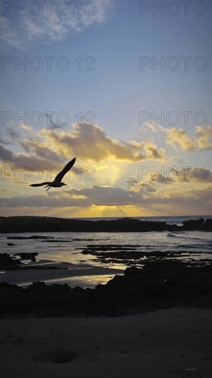 A seagull (Larinae) flies over the sea in front of a sunset, surrounded by dramatic clouds,