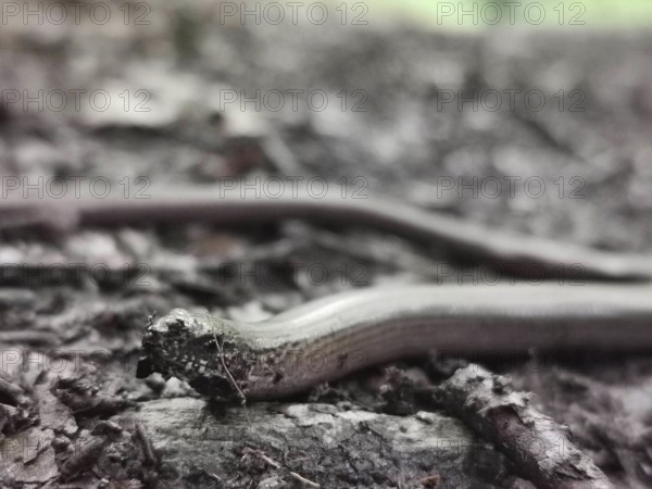 Close-up, A slow worm (anguis fragilis) slithers across the ground, surrounded by a blurred