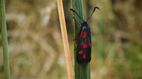 Butterfly six-spotted ram (Zygaena filipendulae) on a blade of grass in natural surroundings,
