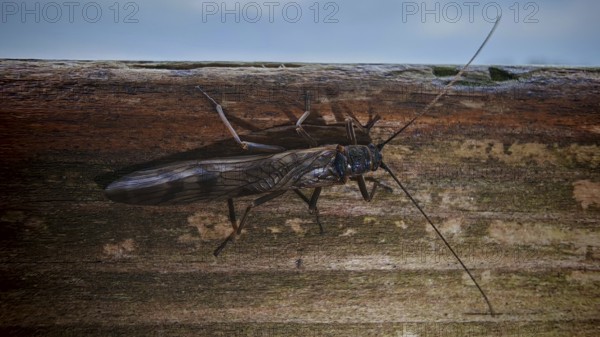 Close-up of a stonefly (Plecoperta) with long wings sitting on a piece of wood, surrounded by