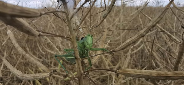 Great green bush cricket (Tettigonia viridissima) is well camouflaged on a dried plant field,