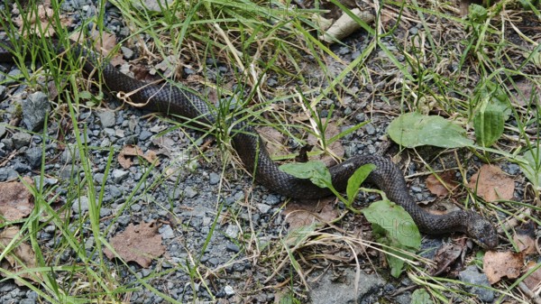 A smooth snake (coronella austriaca) crawls over a grass-covered path full of stones, Franconian