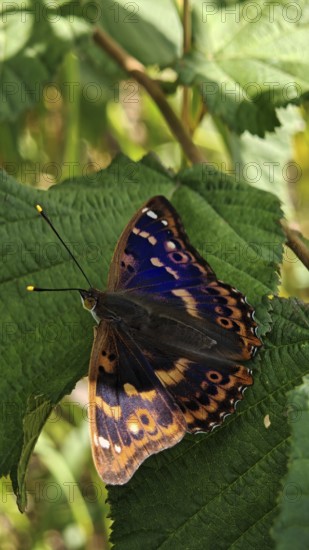 Close-up of colourful butterfly Lesser purple emperor (apatura ilia) with unique pattern sitting on